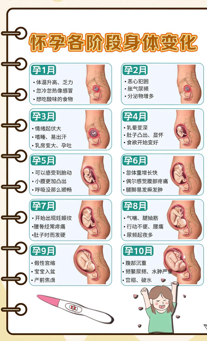 揭秘供卵代孕妈妈怀孕小腹分两节，孕期变化的奥秘静安代生机构: